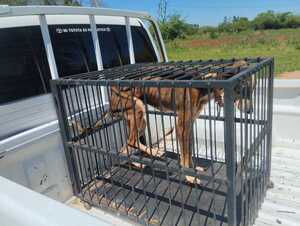 Rescatan a perro víctima de presunto maltrato en Encarnación