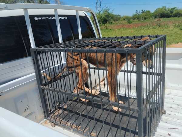 Rescatan a perro víctima de presunto maltrato en Encarnación