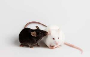 Descubren principios comunes de cooperación en ratones y sistemas de IA - Ciencia - ABC Color