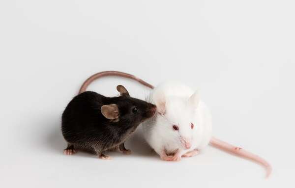 Descubren principios comunes de cooperación en ratones y sistemas de IA - Ciencia - ABC Color