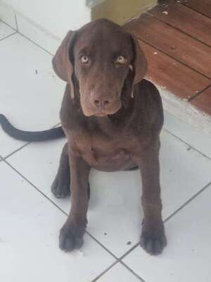 Choco - Encontrá a tu mascota - ABC Color