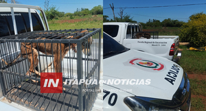 RESCATAN PERRO QUE ERA MALTRATADO EN LA CIUDAD DE ENCARNACIÓN