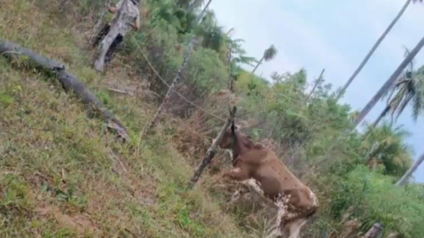 Entre lágrimas, propietario denuncia el faenamiento de su vaca lechera en Paraguarí