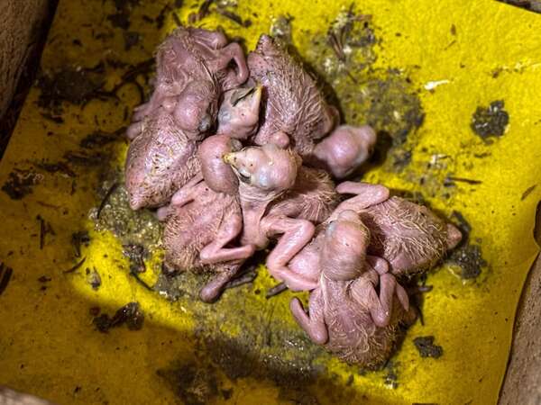 Un detenido durante rescate de 23 pichones de loros del tráfico ilegal en Itá - Nacionales - ABC Color