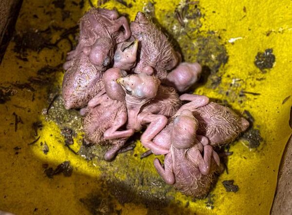 Popular / Montan un operativo y rescatan varios pichones de loritos