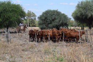 Bajas precipitaciones en el Chaco podrían afectar el desarrollo de las pasturas
