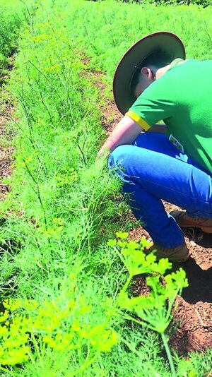 agricultores de Misiones eneldo como alternativa productiva