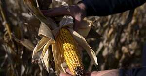 La Nación / Argentina restablece impuestos a las exportaciones agrícolas