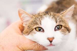 La mirada rara de tu gato: ¿qué revela el síndrome de Horner sobre su salud? - Mascotas - ABC Color