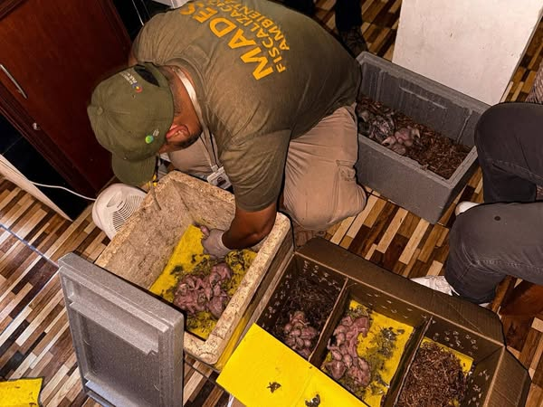 Rescatan a loros que iban a ser vendidos