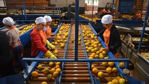 Empresa paraguaya genera cientos de empleos con producción de frutas
