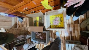 Rescatan 23 pichones de gua’a en operativo contra tráfico de fauna en Itá - ADN Digital