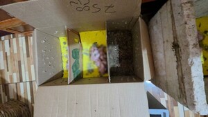 Un hombre es detenido con más de 20 pichones de aves silvestres en Itá