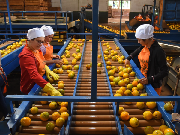 Frutika impulsa empleo con producción frutícola