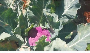 Diversificación en la huerta: coliflor morado sorprende en el mercado y se preparan versiones azul y amarillo - ADN Digital