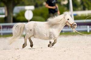 Caballo Falabella: un linaje argentino que redefine las razas equinas miniatura - Ciencia - ABC Color