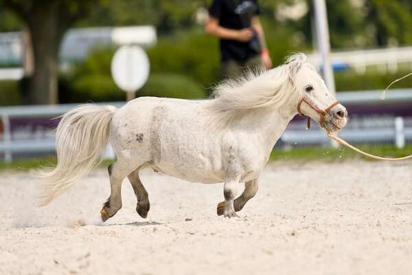 Caballo Falabella: un linaje argentino que redefine las razas equinas miniatura - Ciencia - ABC Color