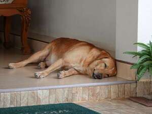 El hipotiroidismo canino: claves para detectar cambios y recuperar la energía de tu mascota - Mascotas - ABC Color