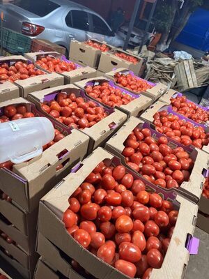 Incautan casi 12 mil kilos de tomates sin respaldo documental