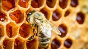 Productores de Nueva Alborada proyectan una zafra récord de miel para 2025