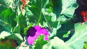 Coliflor morada en Paraguay: innovación agrícola en Alto Paraná