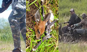Cámaras trampa revelan presencia de cazadores en reservas de la EBY - OviedoPress