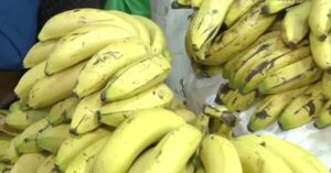 ¿Qué tal está la calidad de las frutas para el consumo? - SNT
