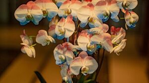 La Embajada de Taiwán invita a la Expo Orquídeas en Encarnación