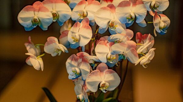 La Embajada de Taiwán invita a la Expo Orquídeas en Encarnación