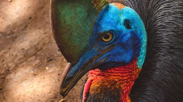 Casuario: el ave que conecta el presente con los dinosaurios del pasado - Ciencia - ABC Color