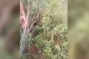 Crimen de adolescente en Limpio: detienen al principal sospechoso