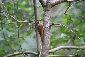 Los trepadores, aves llamativas de los bosques y sabanas