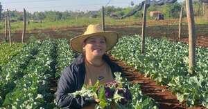 La Nación / Variedad exótica: cosecharon por primera vez coliflor morada en Alto Paraná