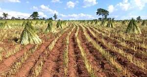 La Nación / Mercado internacional presiona a la baja los precios del sésamo paraguayo