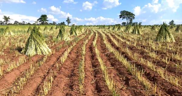 La Nación / Mercado internacional presiona a la baja los precios del sésamo paraguayo