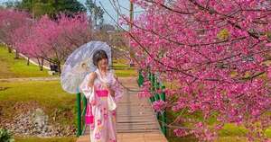 La primavera de Japón en Paraguay