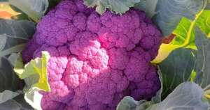 La Nación / Cosechan por primera vez coliflor morada