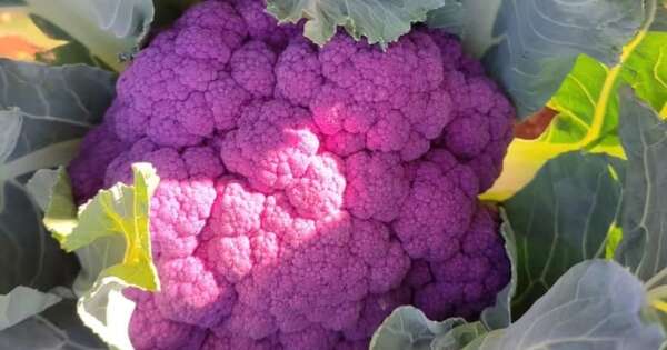 La Nación / Cosechan por primera vez coliflor morada