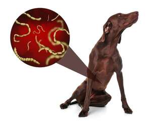 Prevención efectiva de parásitos intestinales en mascotas: clave para la salud familiar  - Mascotas - ABC Color