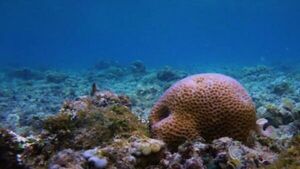 Las esponjas marinas pudieron haber sido de los primeros animales de la Tierra