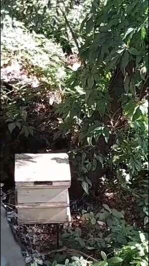 Vecinos de Mariano Roque Alonso denuncian peligro por abejas de producción en zona residencial - Nacionales - ABC Color
