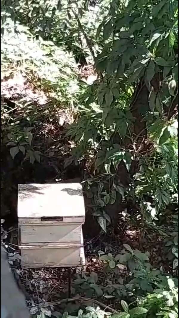 Vecinos de Mariano Roque Alonso denuncian peligro por abejas de producción en zona residencial - Nacionales - ABC Color