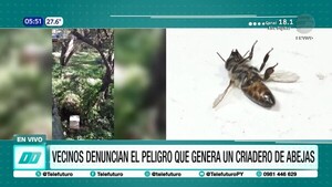 Vecinos denuncian criadero de abejas que ya causó la muerte de un perro