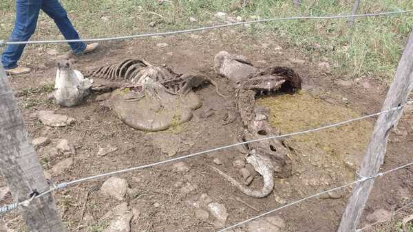 Abigeato en estancia de San Alfredo: faenan dos animales vacunos - Concepción al Día