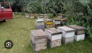 Popular / Vecinos denuncian criadero clandé de abejas africanas