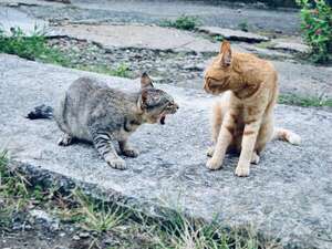 Territorialidad felina: entender y manejar el mundo de tu gato - Mascotas - ABC Color
