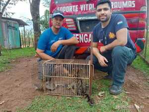 Popular / Rescataron a un Tirika en una casa y lo llevaron a refugio