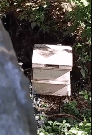 Abejas en zona residencial atacan y vecinos piden intervención de autoridades