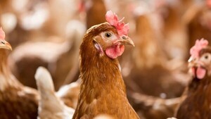 Ka'úre obligó a su pareja a llevar gallinas a la casa de la vecina