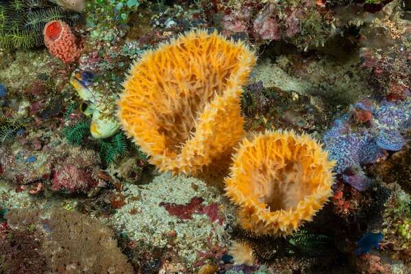 Hallazgos en roca: el MIT revela que las esponjas fueron de los primeros animales - Ciencia - ABC Color